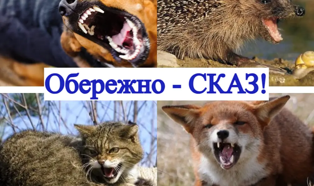 Сказ не пробачає зволікань: чому після укусу тварини не можна відмовлятися від лікування